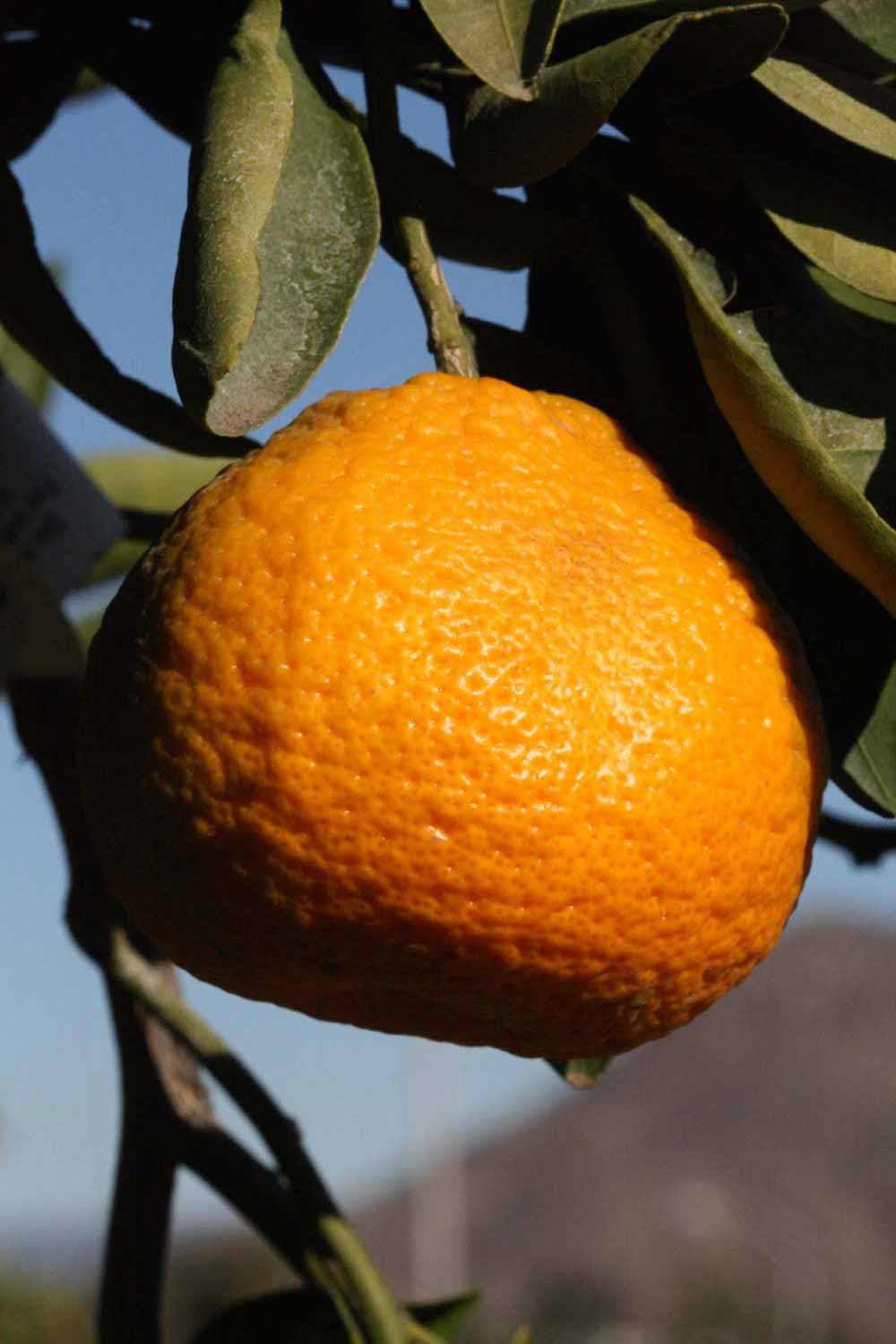            Fruit (Riverside, CA)   